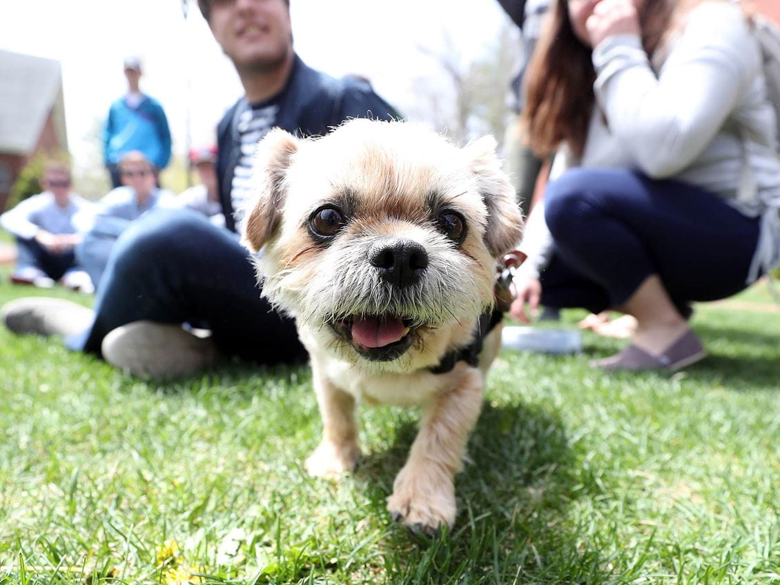 Therapy dog
