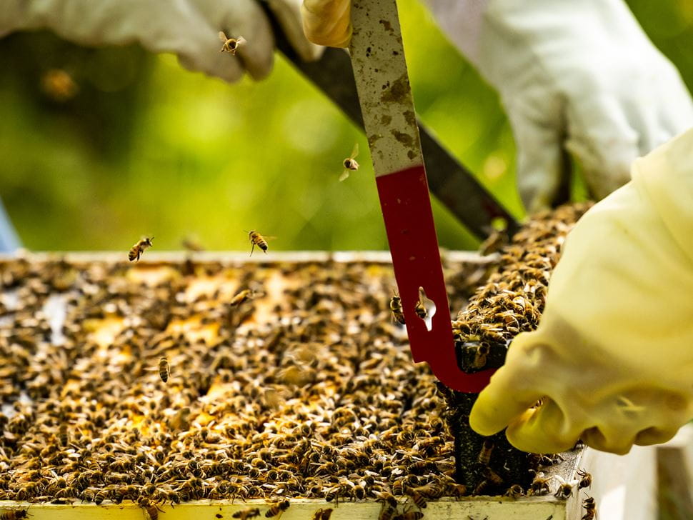 Endicott Beekeeping