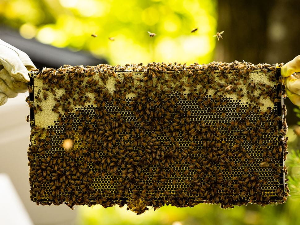 Endicott Beekeeping
