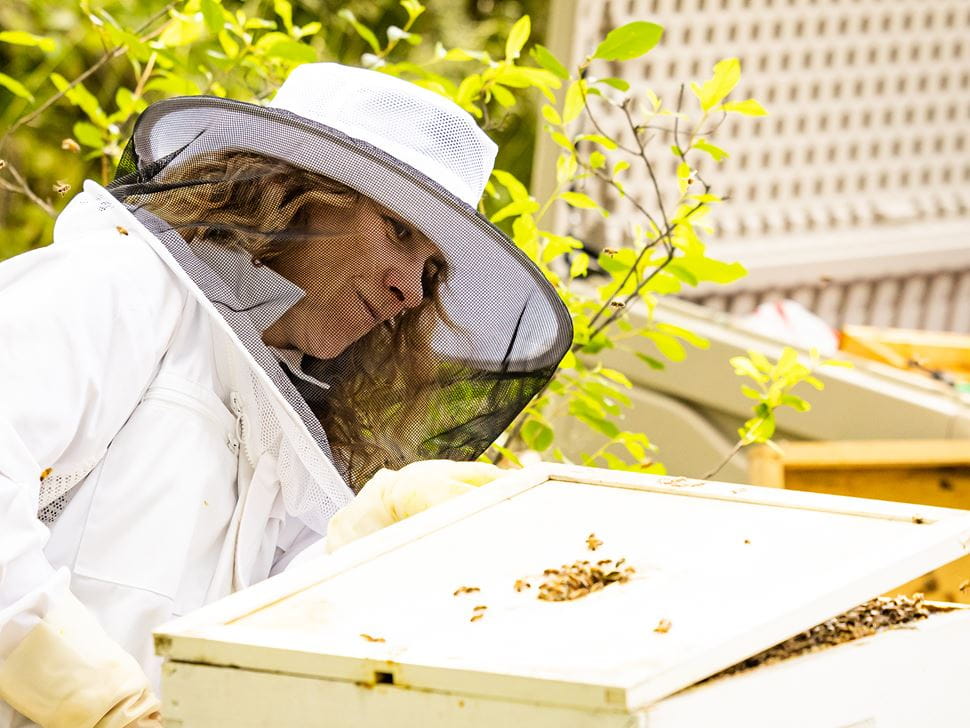 Endicott Beekeeping