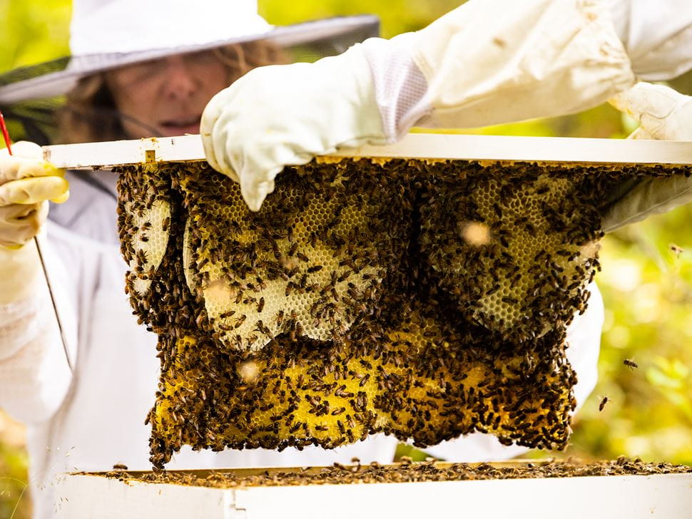 Endicott Beekeeping