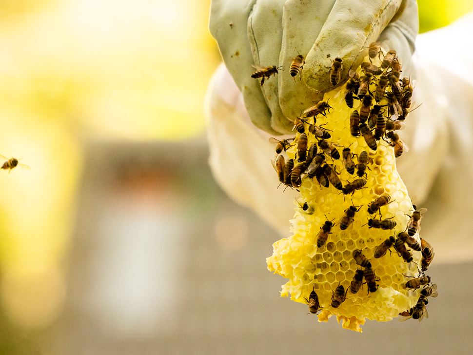 Endicott Beekeeping