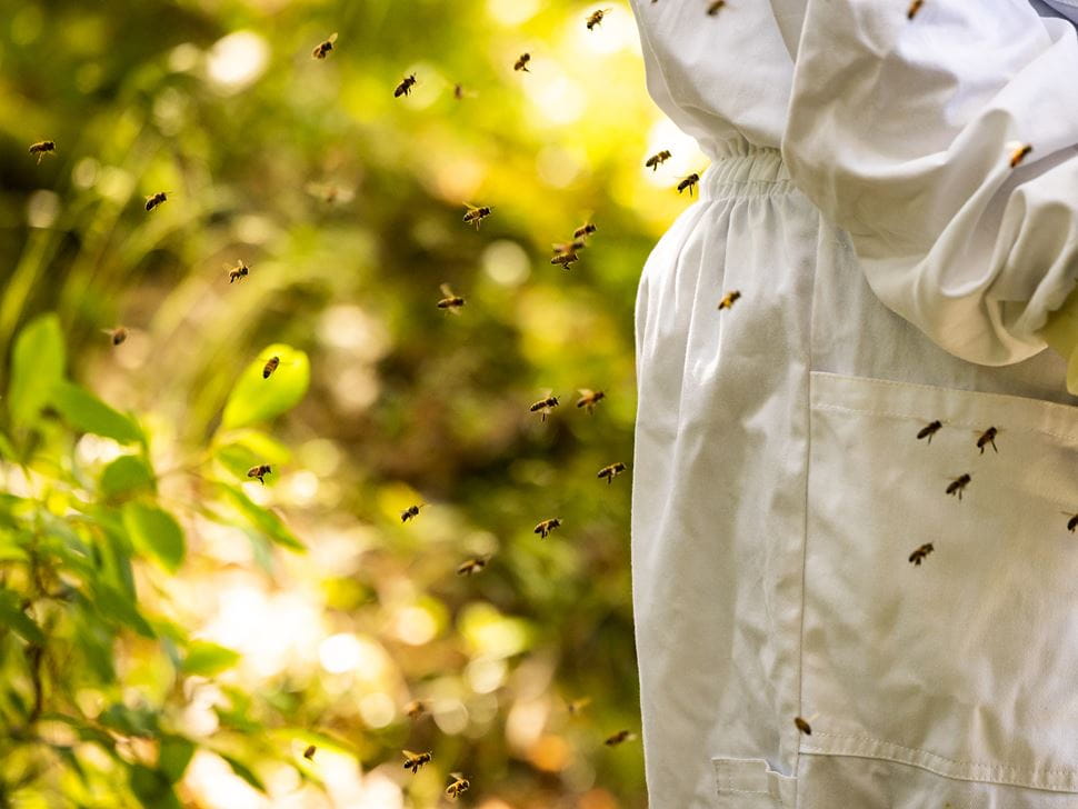 Endicott Beekeeping