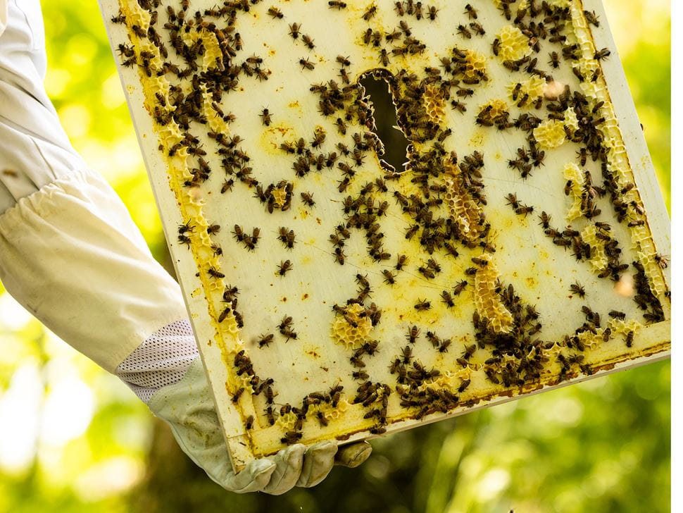 Endicott Beekeeping