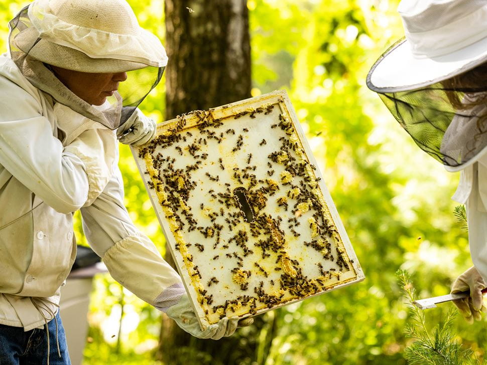 Endicott Beekeeping