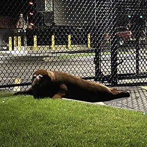 Shoebert the seal 