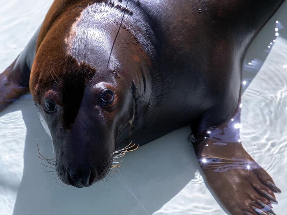 Shoebert the seal 