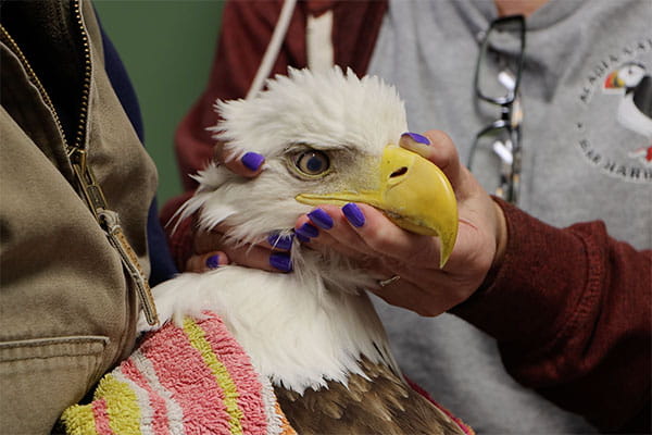 Raptor thesis