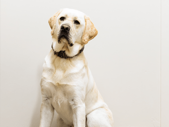 Lenny the security dog